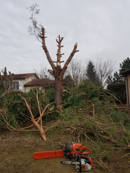 Abattage à Pechbonnieu